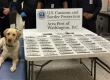 CBP currency canine Fuzz helped officers sniff out currency reporting violations.