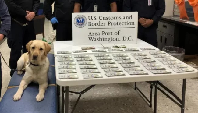 U.S. Customs and Border Protection: Fuzz CBP currency canine Fuzz helped officers sniff out currency reporting violations.