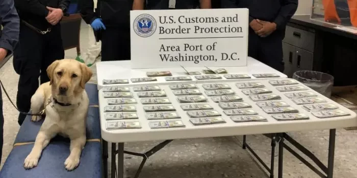 CBP currency canine Fuzz helped officers sniff out currency reporting violations.