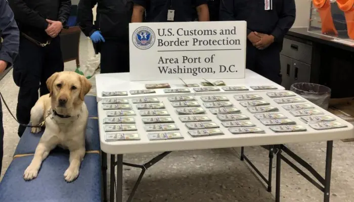 CBP currency canine Fuzz helped officers sniff out currency reporting violations.