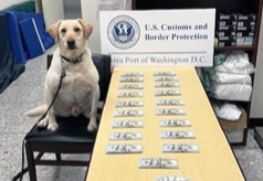 U.S. Customs and Border Protection: CBP currency canine Fuzz helped officers sniff out currency reporting violations.